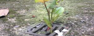 Japanese knotweed growing in a drain