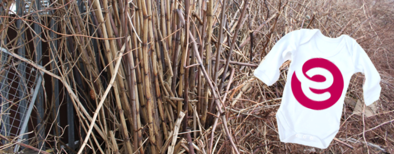 Japanese knotweed canes in the winter