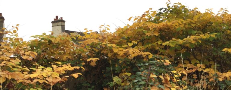 Japanese knotweed autumn leaves