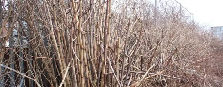 Japanese knotweed canes in the winter