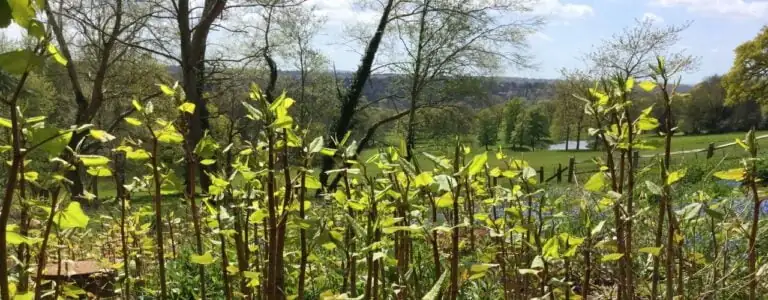 Japanese knotweed growing in garden