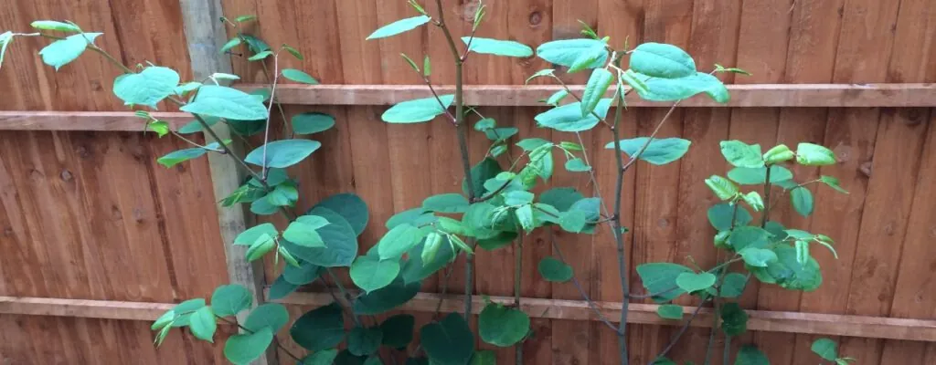 picture of a Japanese knotweed plant - how to control it?