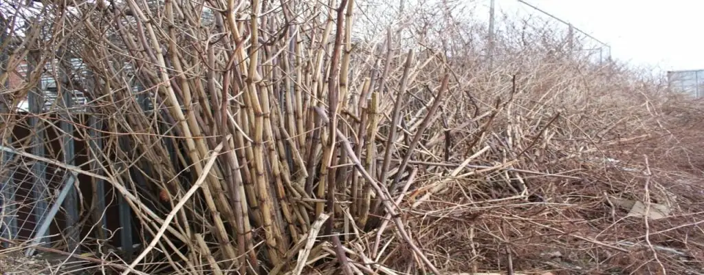 Japanese knotweed in the winter - dead canes