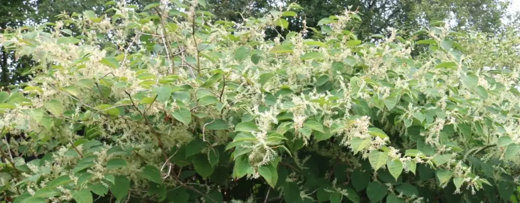 Japanese knotweed flowers