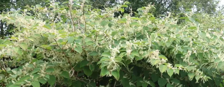 Japanese knotweed flowers