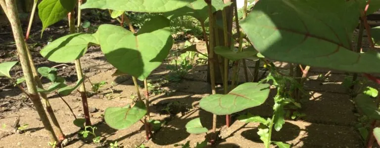 Japanese knotweed growing in a garden