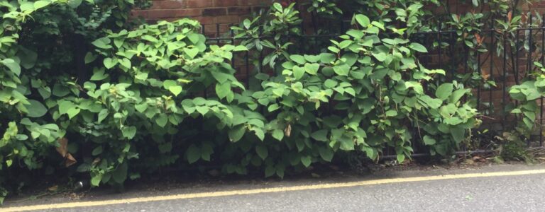 Japanese knotweed growing through a garden fence.