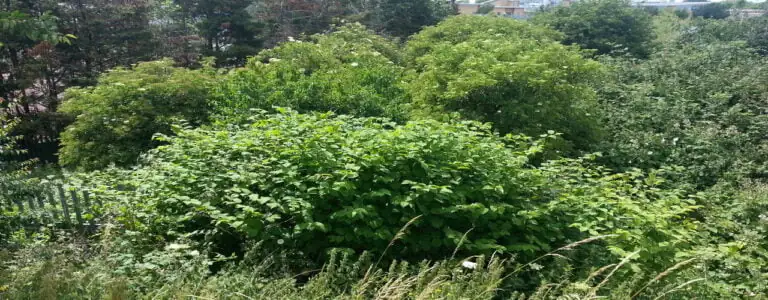 Large Japanese knotweed growth