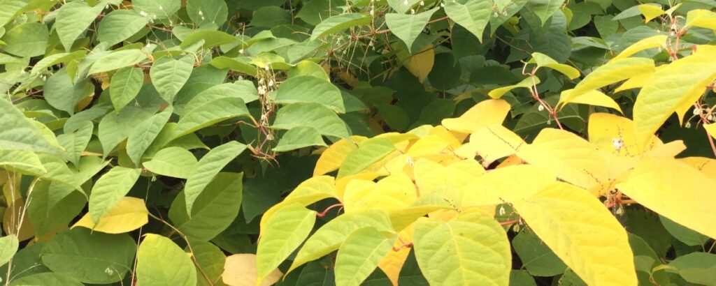 Japanese knotweed in the autumn