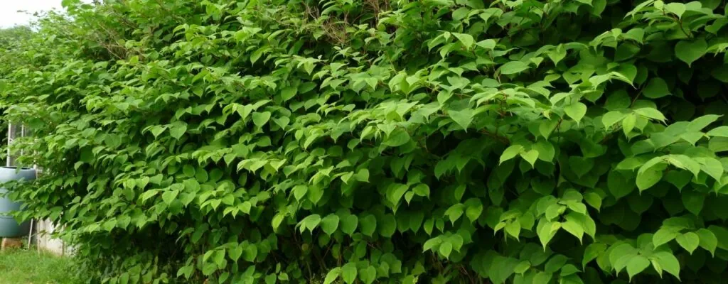 Japanese knotweed large growth