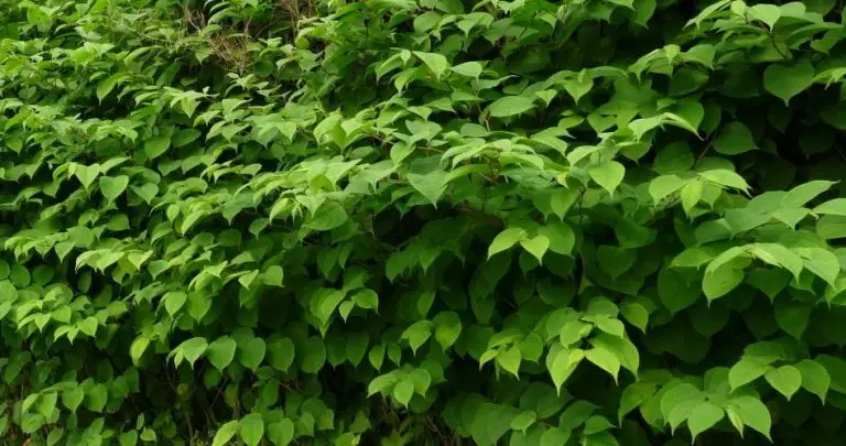 Japanese knotweed large growth