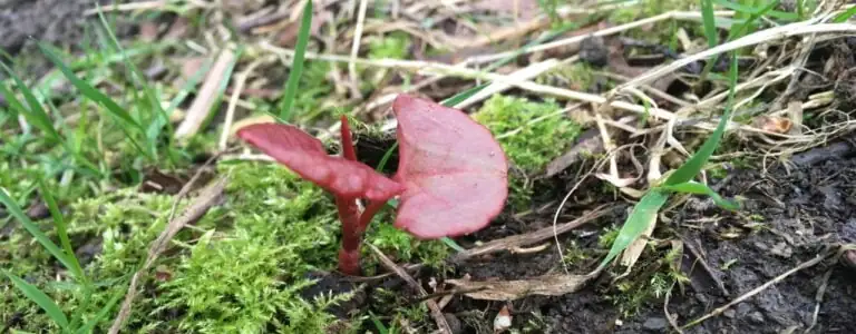 Japanese knotweed new shoots