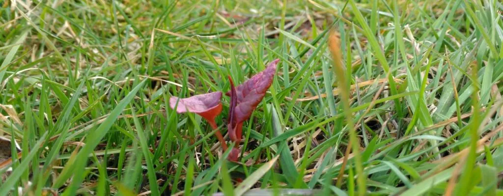 Japanese knotweed new shoot