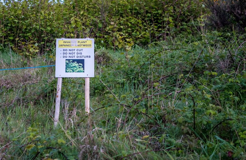 Commercial ground infested with Japanese knotweed with warning sign, awaiting the removal of the Japanese knotweed