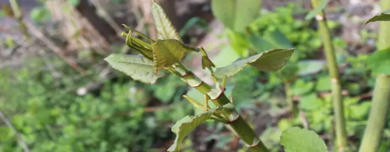 Japanese knotweed new growth