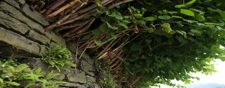 japanese_knotweed_wall_damage