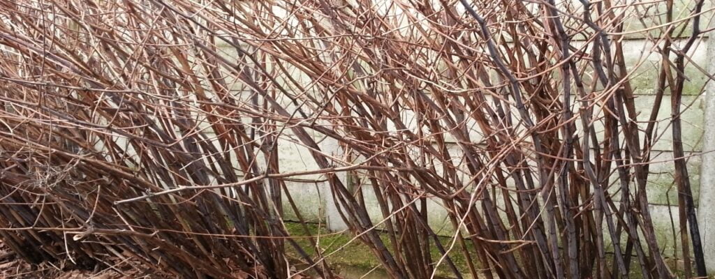 Japanese knotweed canes in the winter