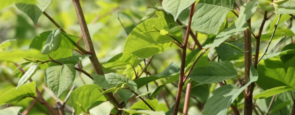 Japanese knotweed