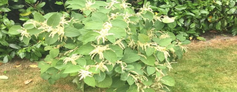 Japanese knotweed with white flowers