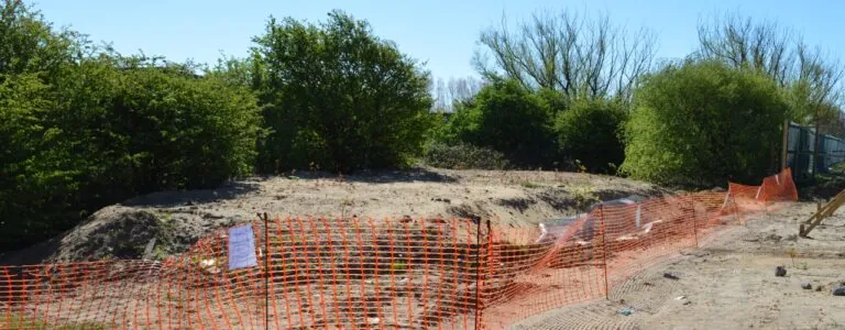 Japanese knotweed on a construction site