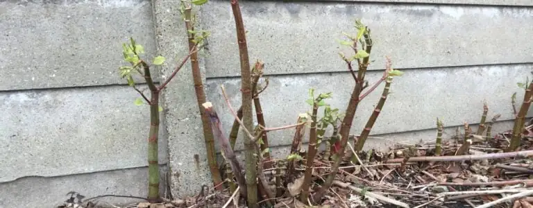 Japanese knotweed new shoot