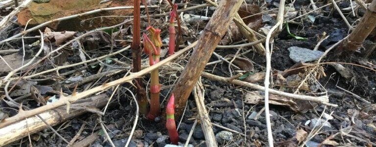 Japanese knotweed new shoots spring 2016
