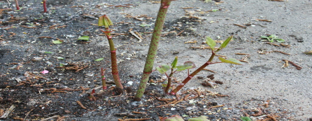 Japanese knotweed growth through a weakness in the concrete