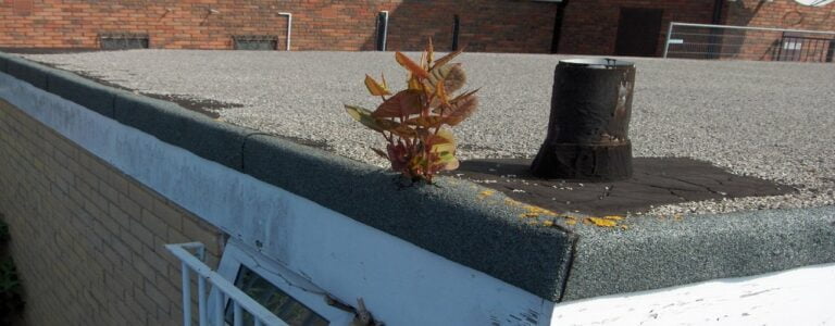 Japanese knotweed growing through a cavity wall