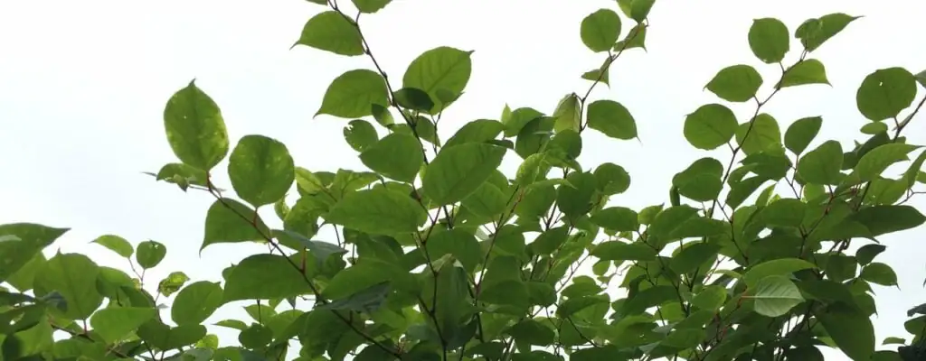 Japanese Knotweed growing over a fence