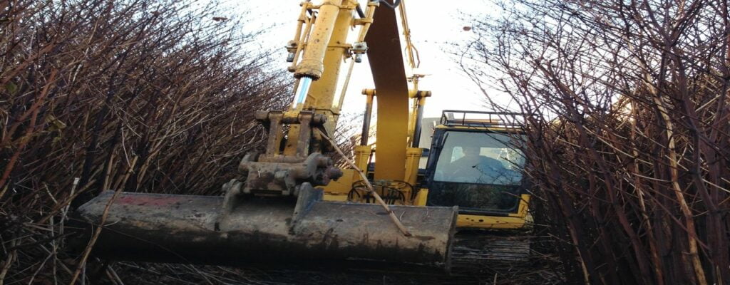 Japanese Knotweed cane removal