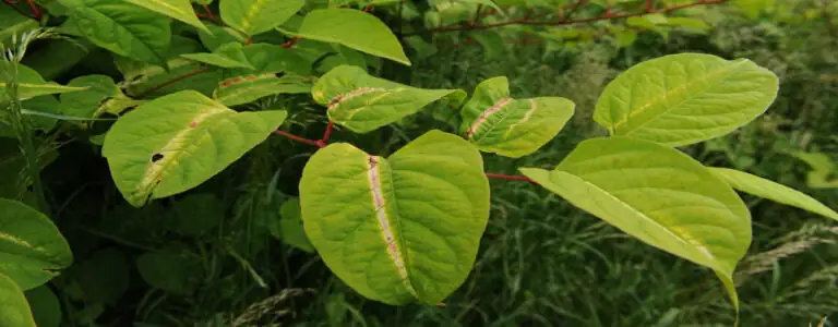 Japanese knotweed identification