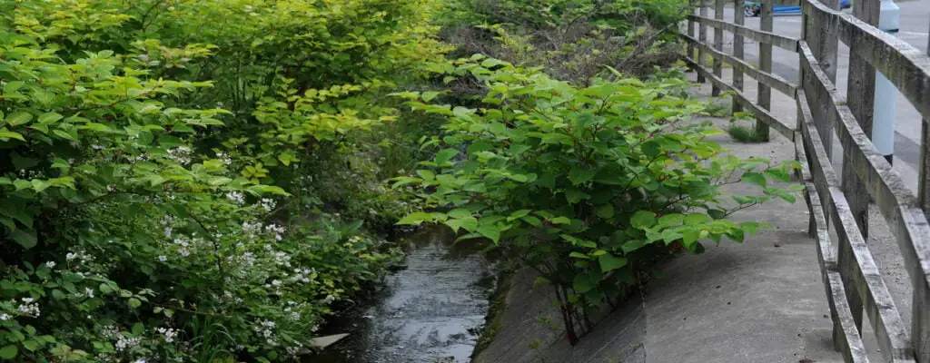 Japanese knotweed