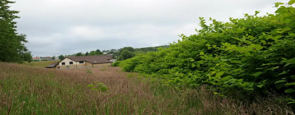 Japanese Knotweed