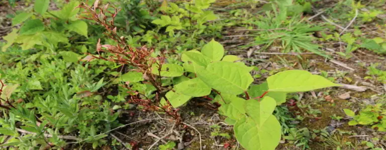 Japanese knotweed regrowth