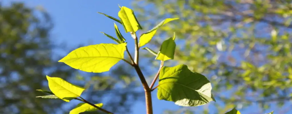 Japanese knotweed