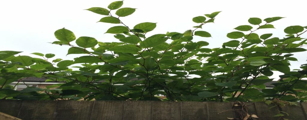 Japanese knotweed over a fence