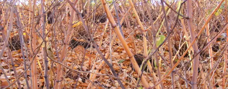 Japanese Knotweed canes