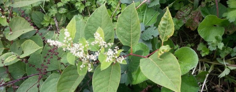YouGov Japanese knotweed report.
