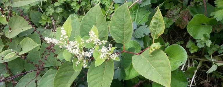 YouGov Japanese knotweed report.