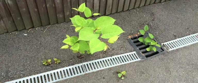 knotweed growing through tarmac