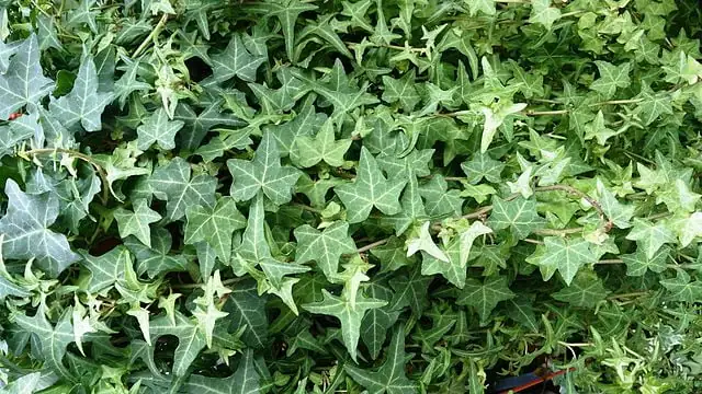 Hedera helix - Common Ivy - commonly mistaken with Japanese Knotweed