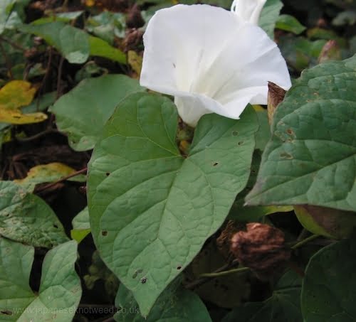 Bindweed - commonly mistaken with Japanese Knotweed