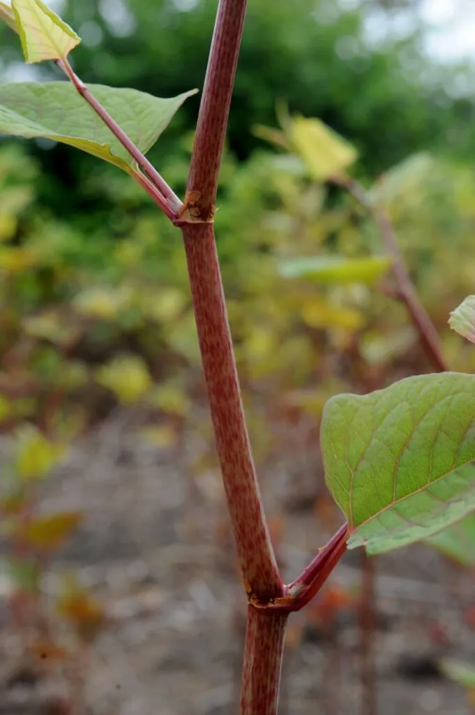 cdf_250615_environet_knotweed_67-422