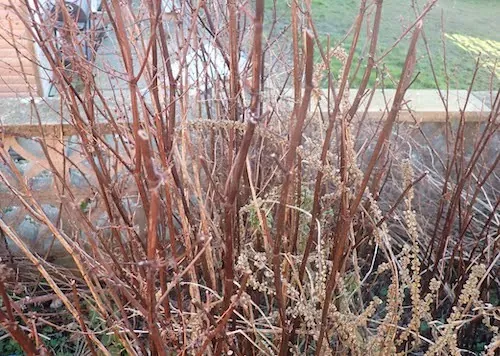 Broadleaf dock - commonly mistaken with Japanese Knotweed