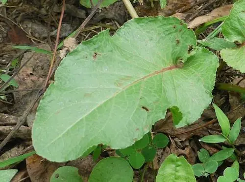 Broadleaf dock - commonly mistaken with Japanese Knotweed