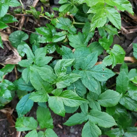 Ground elder - commonly mistaken with Japanese Knotweed