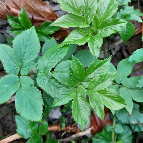 Ground elder - commonly mistaken with Japanese Knotweed