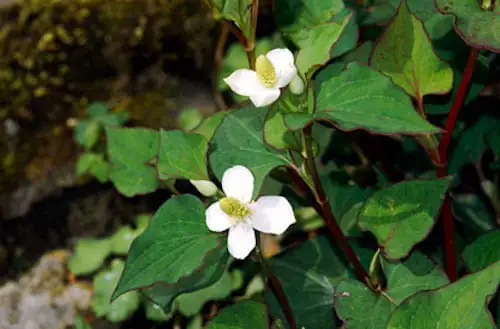 Chameleon plant Houttuynia Cordata - commonly mistaken with Japanese Knotweed