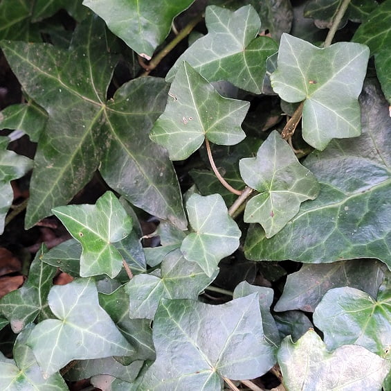 Hedera helix - Common Ivy - commonly mistaken with Japanese Knotweed