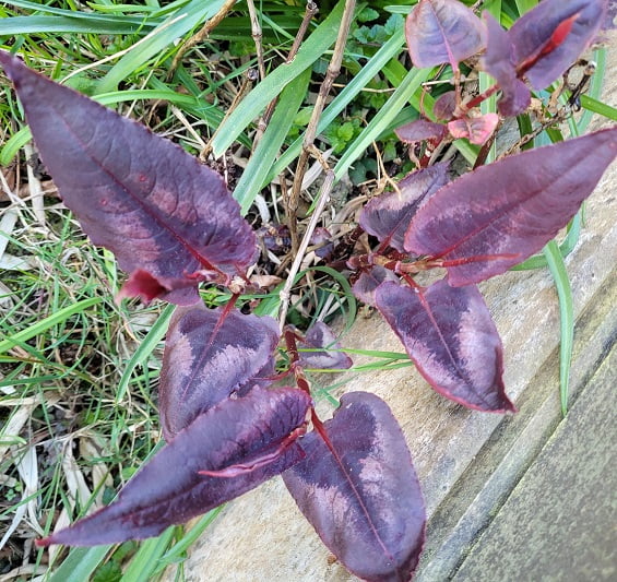 Red Dragon - commonly mistaken with Japanese Knotweed